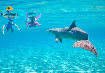 Dolphin Day at Sea Hurghada Swim with Dolphins and Snorkeling Boat Trip