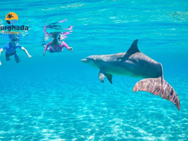 Dolphin Day at Sea Hurghada Swim with Dolphins and Snorkeling Boat Trip