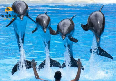 Dolphin Show Hurghada One Hour Dolphin Performance with Hotel Transfer