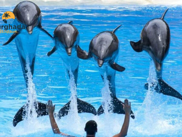 Dolphin Show Hurghada One Hour Dolphin Performance with Hotel Transfer