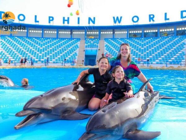 Swim with Dolphins Hurghada Pool Session with Expert Supervisors 5 Minutes with Dolphins