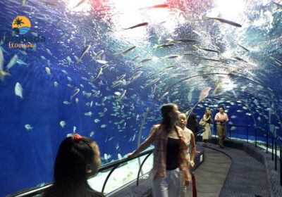 Grand Aquarium Hurghada Shark Tunnel and 1200 Marine Animals Family Adventure