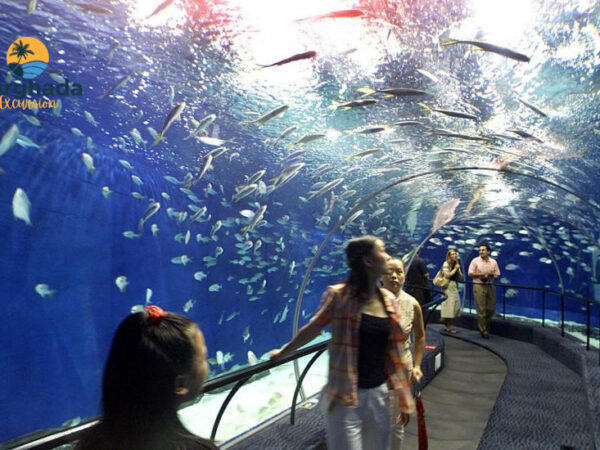Grand Aquarium Hurghada Shark Tunnel and 1200 Marine Animals Family Adventure