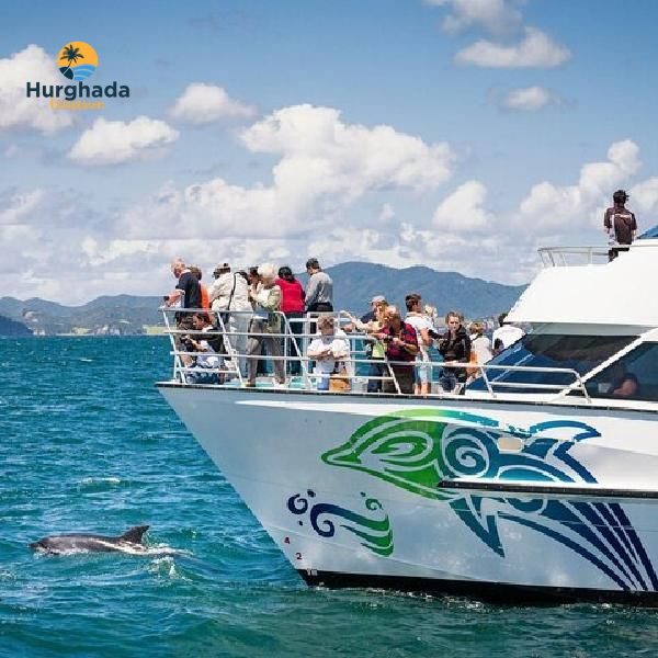 dolphin house shaab el erg snorkeling excursion