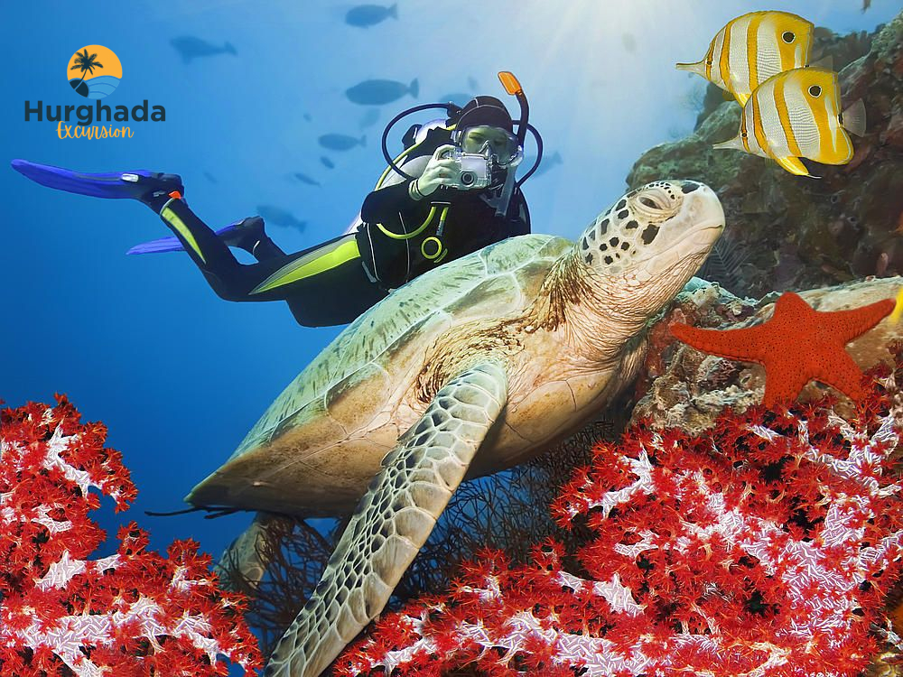 swim with wild dolphins in the red sea hurghada