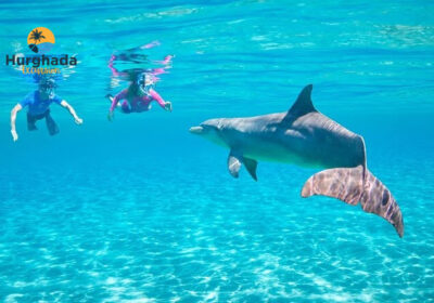 Dolphin House Snorkeling Tour With Dolphins Hurghada — Swim With Wild Dolphins in the Red Sea 6hrs