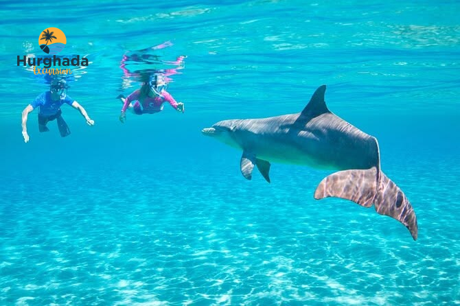 Dolphin House Snorkeling Tour With Dolphins Hurghada