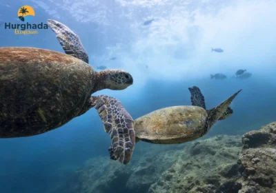 Bianca Island Hurghada Das ultimative tropische Paradies am Roten Meer