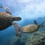 Hurghada Glass Bottom Boat Private Tour Family Trip
