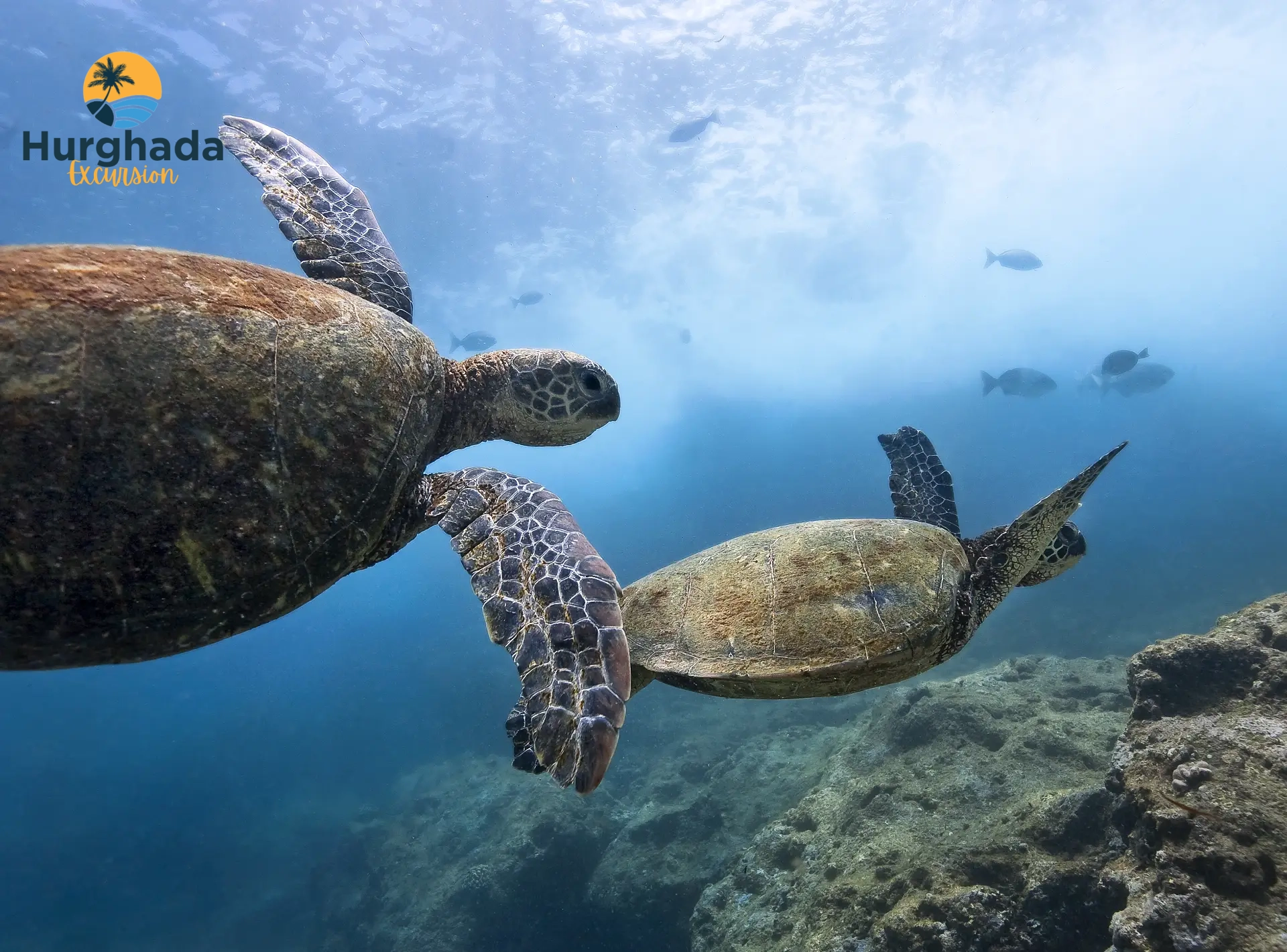 Marine Life Hurghada