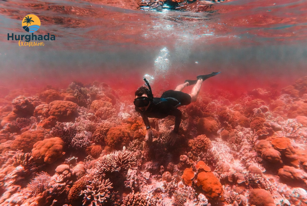 Snorkeler Floating Above a Vibrant Red Sea Coral Reef