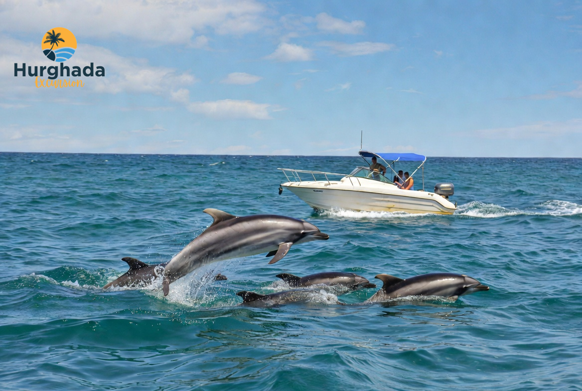 Wild Dolphins Swimming Beside a Boat at Dolphin House Hurghada